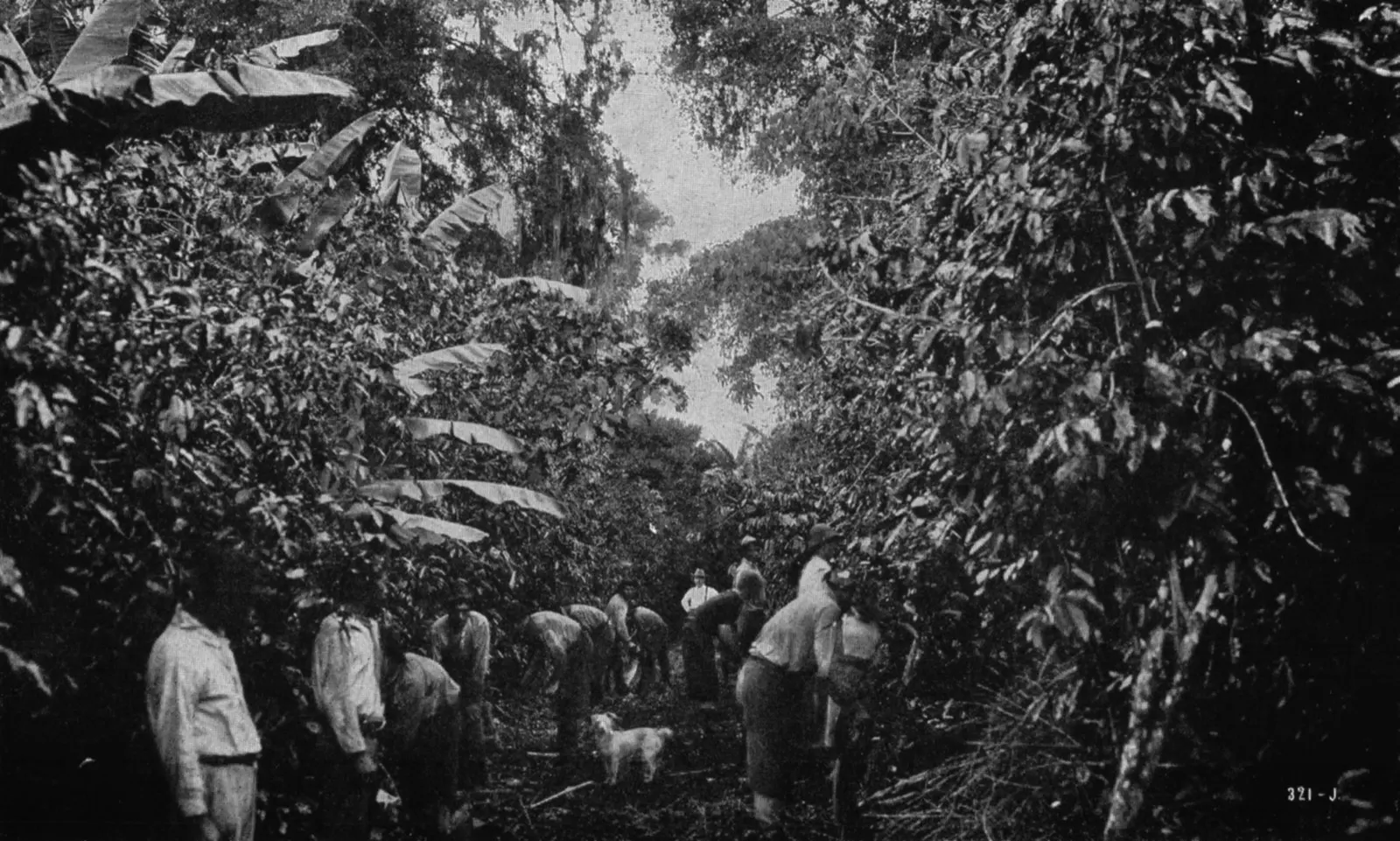 Rows of coffee plants on a volcanic hillside plantation in Costa Rica's Central Valley