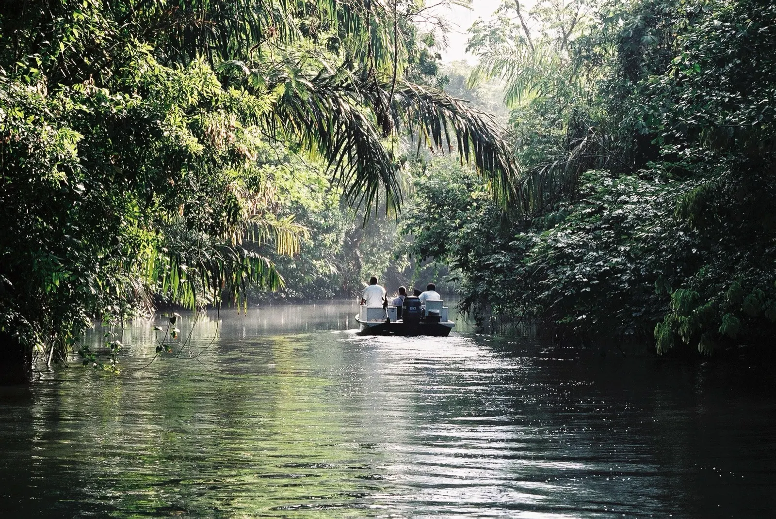 A small tour boat navigating a calm jungle canal in Tortuguero National Park
